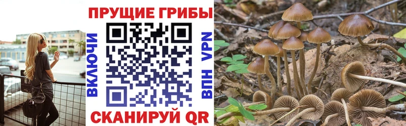 Галлюциногенные грибы MAGIC MUSHROOMS  блэк спрут зеркало  Бабаево  сколько стоит 